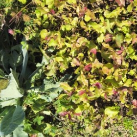 Beet1 2026-07-24 11.01.